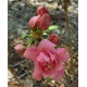 Japaninatsalea 'Rokoko' (Rhododendron obtusum 'Rokoko') 